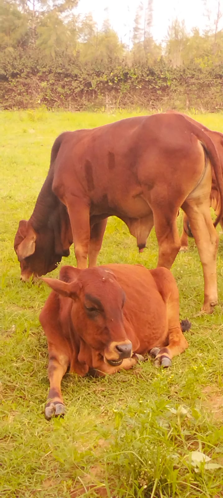 Farm cattle at Sidai farm visits