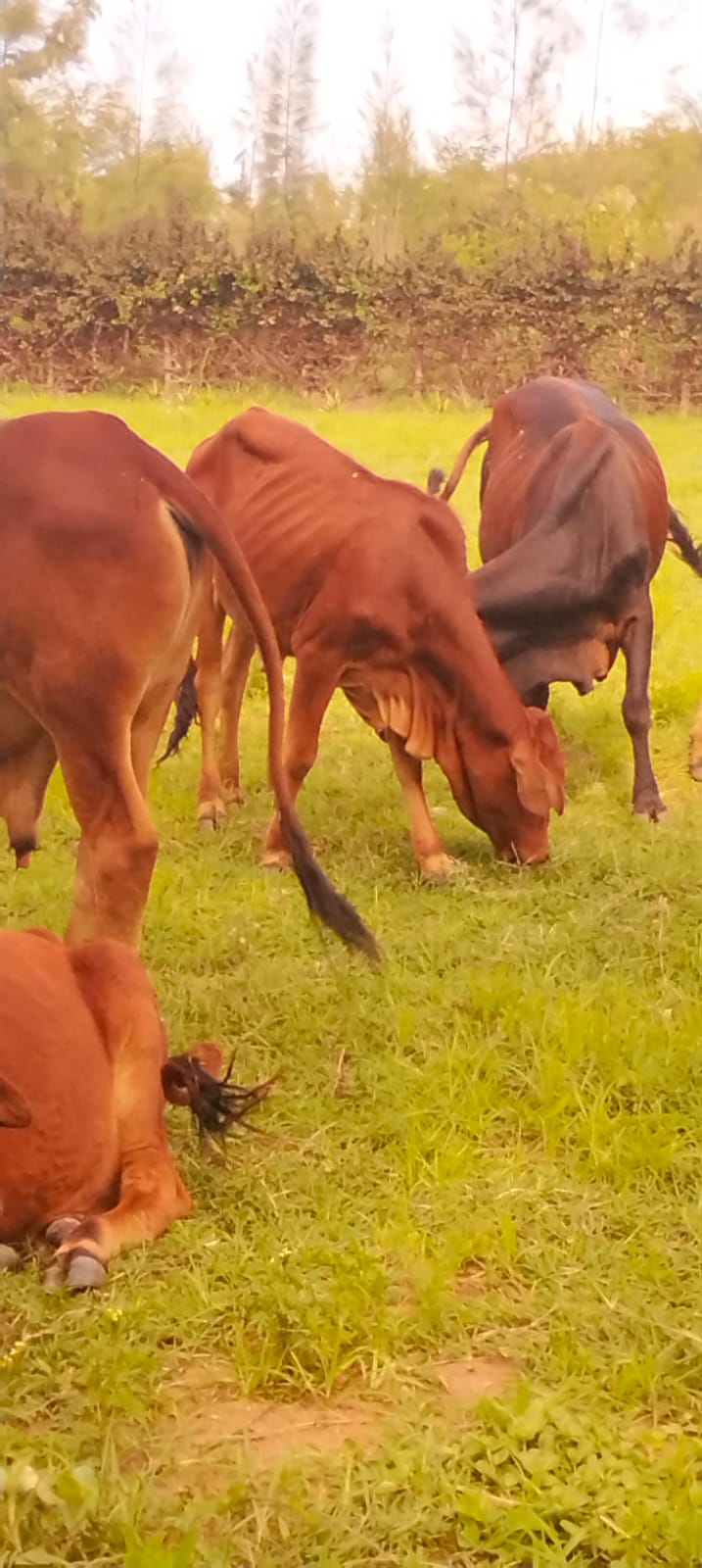 Cows grazing during farm visit
