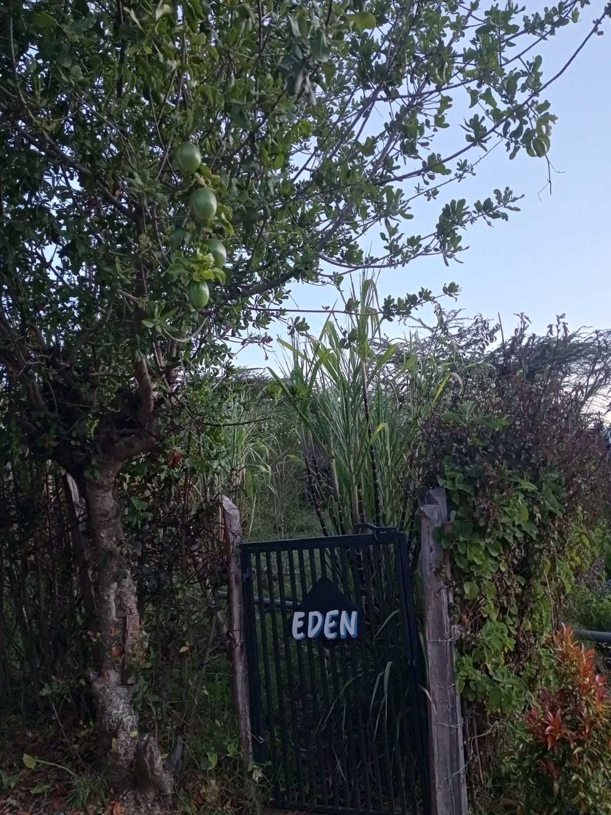 Nature and activities